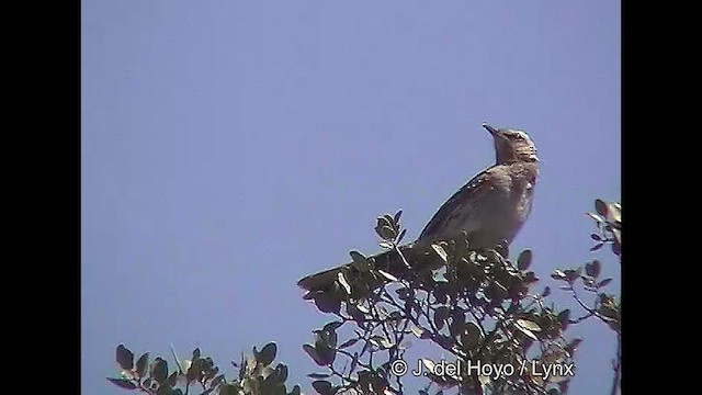 Chilean Mockingbird - ML611225685