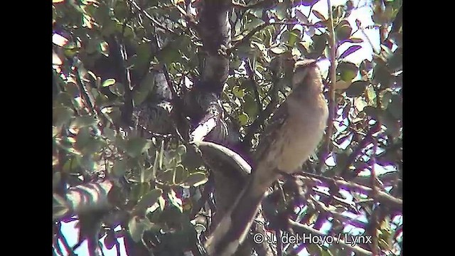 Chilean Mockingbird - ML611225687