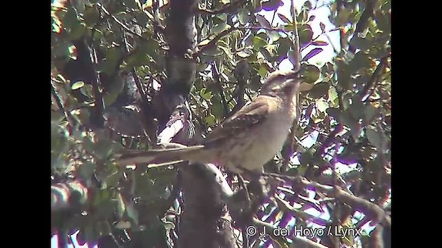 Chilean Mockingbird - ML611225688