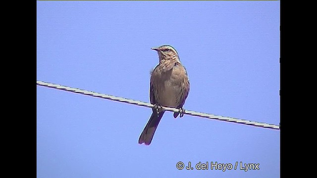 Chilean Mockingbird - ML611225749