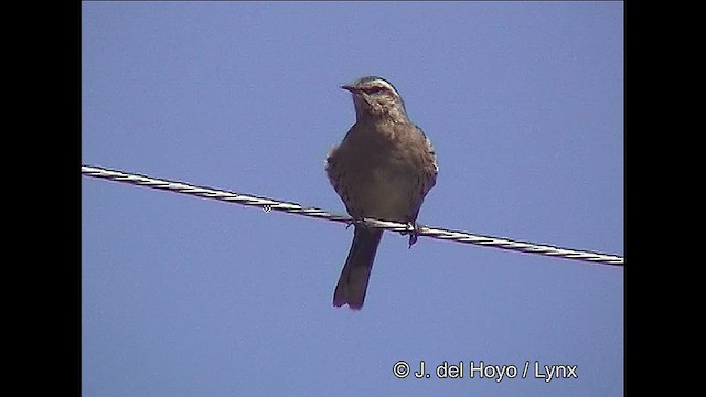 Chilean Mockingbird - ML611225750