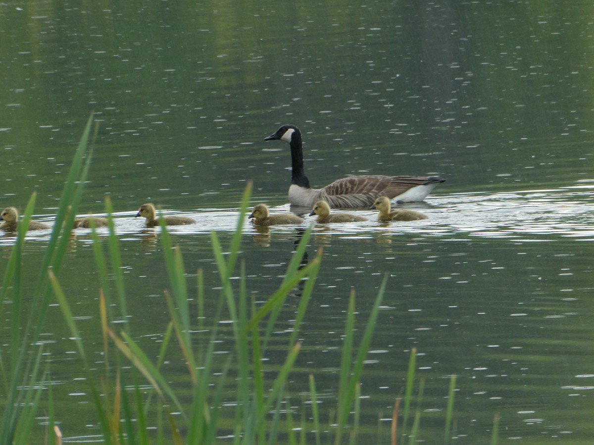 Canada Goose - ML611225756