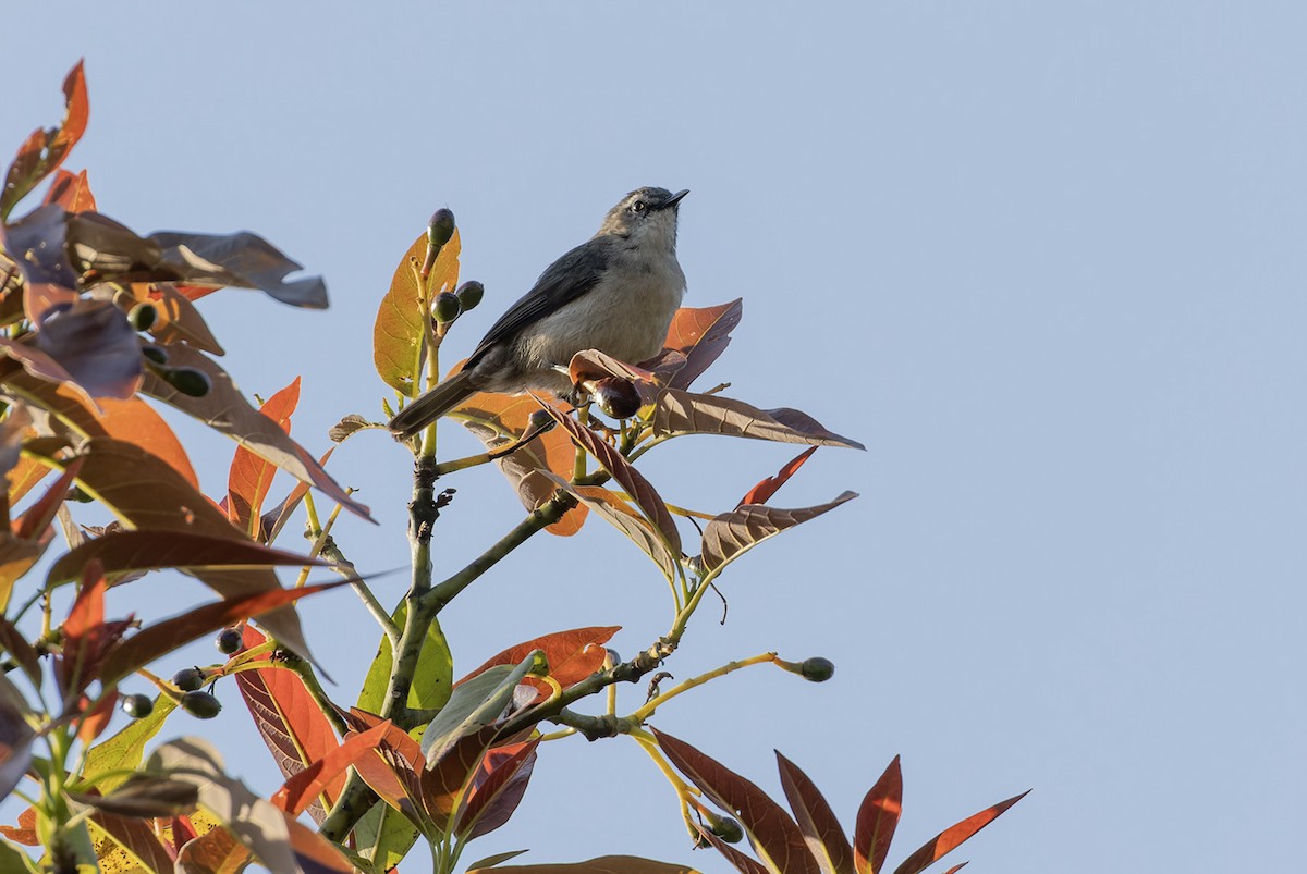 Rand's Warbler - ML611225784