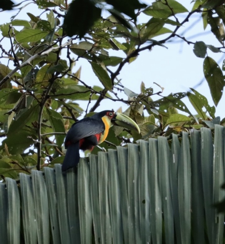 Red-breasted Toucan - ML611225790