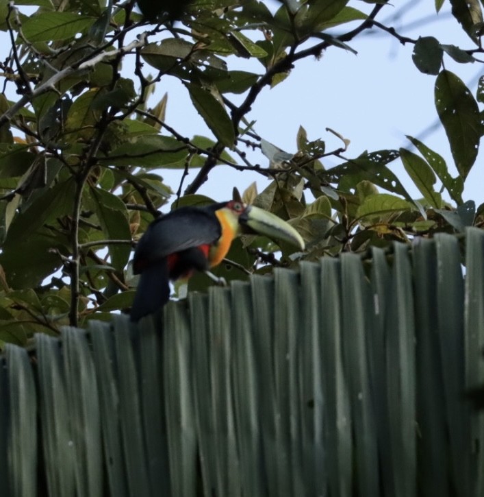 Red-breasted Toucan - ML611225792