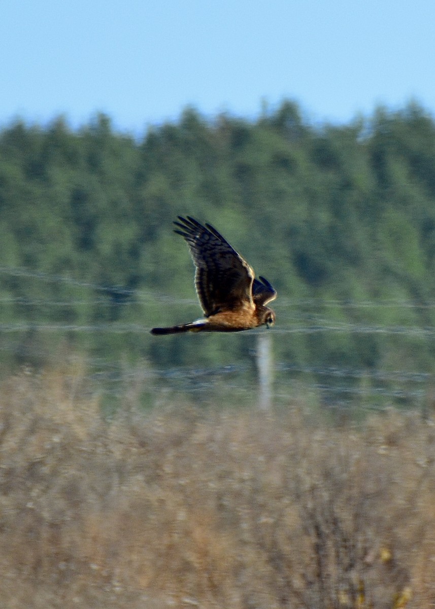 Northern Harrier - ML611225797