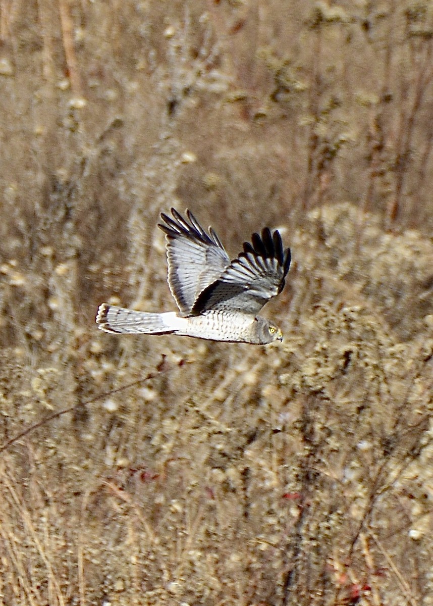 Northern Harrier - ML611225798