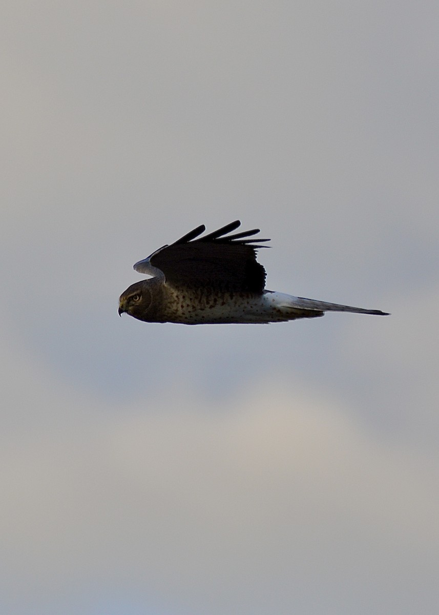 Northern Harrier - Connor Gardner