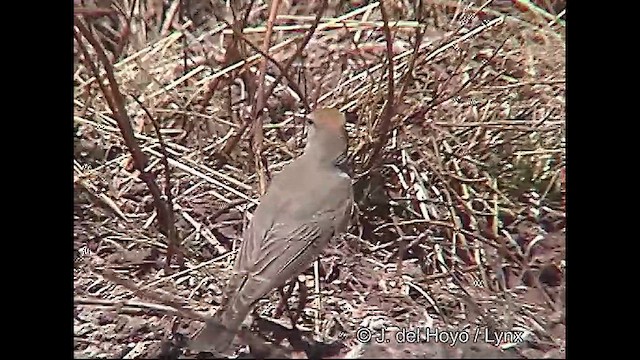 White-browed Ground-Tyrant - ML611225834