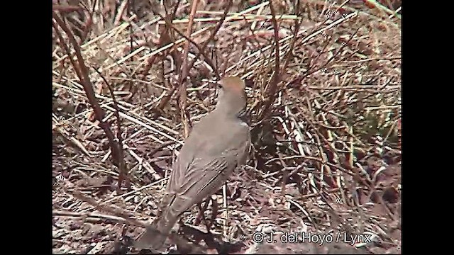 White-browed Ground-Tyrant - ML611225834