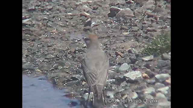 White-browed Ground-Tyrant - ML611225835