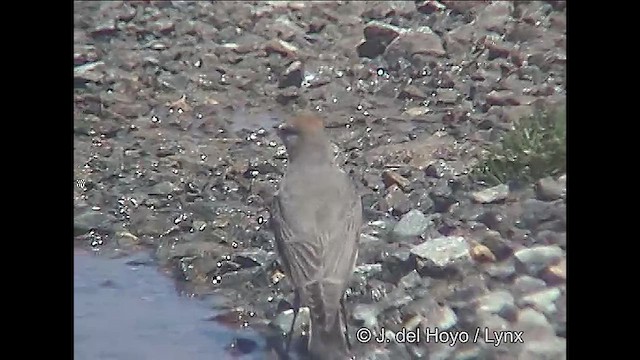 White-browed Ground-Tyrant - ML611225835