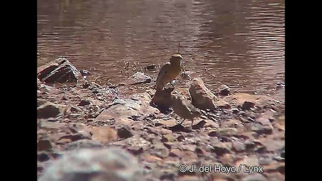 Greater Yellow-Finch - ML611225859