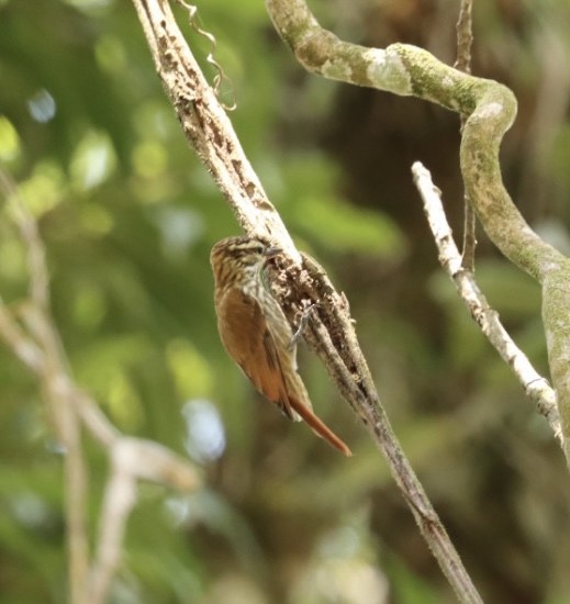 Streaked Xenops - ML611226008