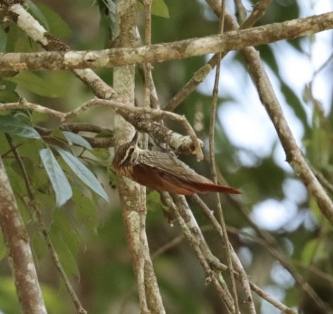 Streaked Xenops - ML611226011