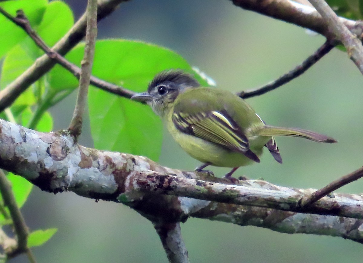 Yellow-olive Flatbill (Sooretama) - Kathy Carroll