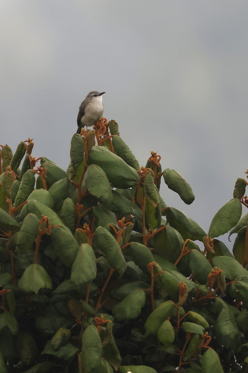 Rand's Warbler - Daniel Branch