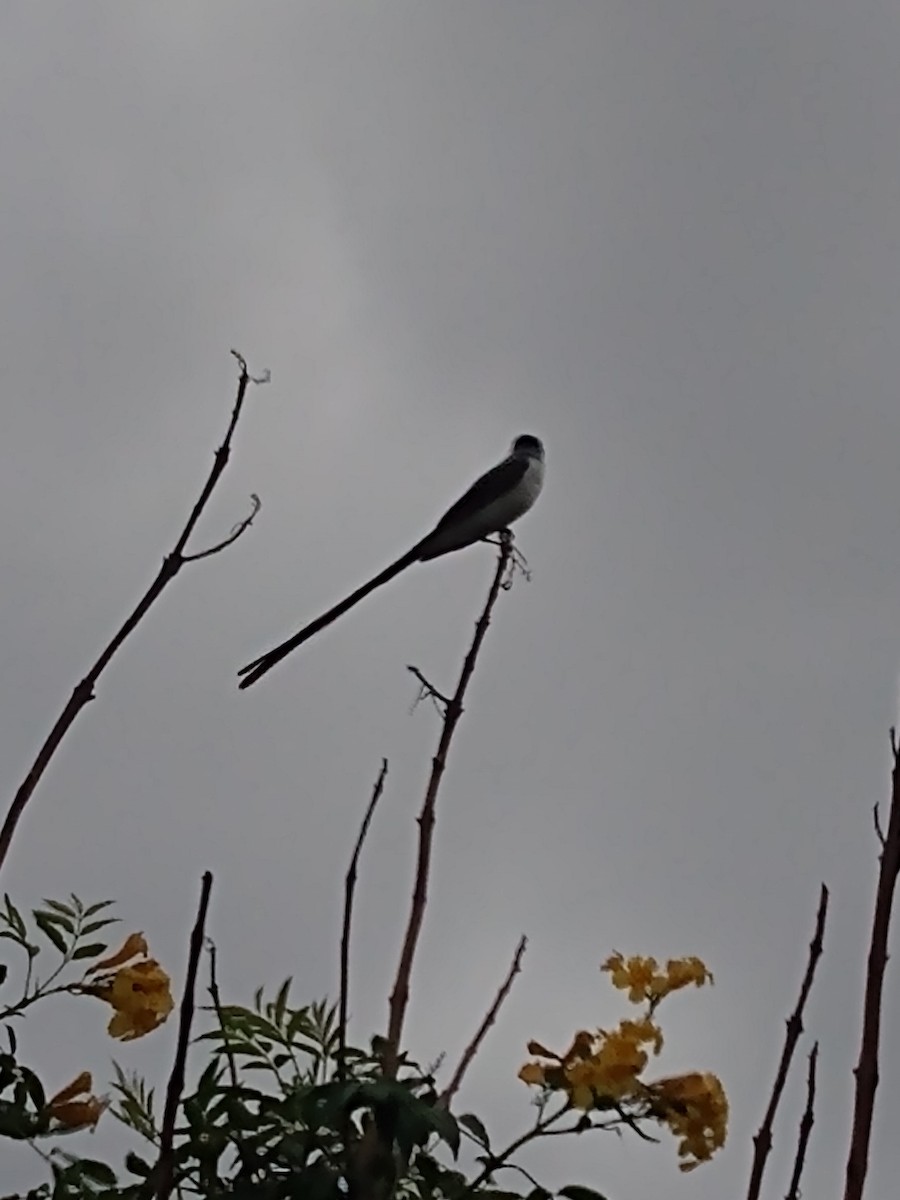 Fork-tailed Flycatcher - ML611226297