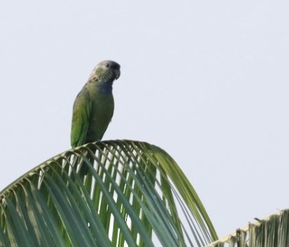 Scaly-headed Parrot - Janaina Souza