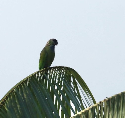 Scaly-headed Parrot - Janaina Souza