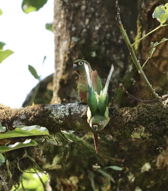 Maroon-bellied Parakeet - ML611226363