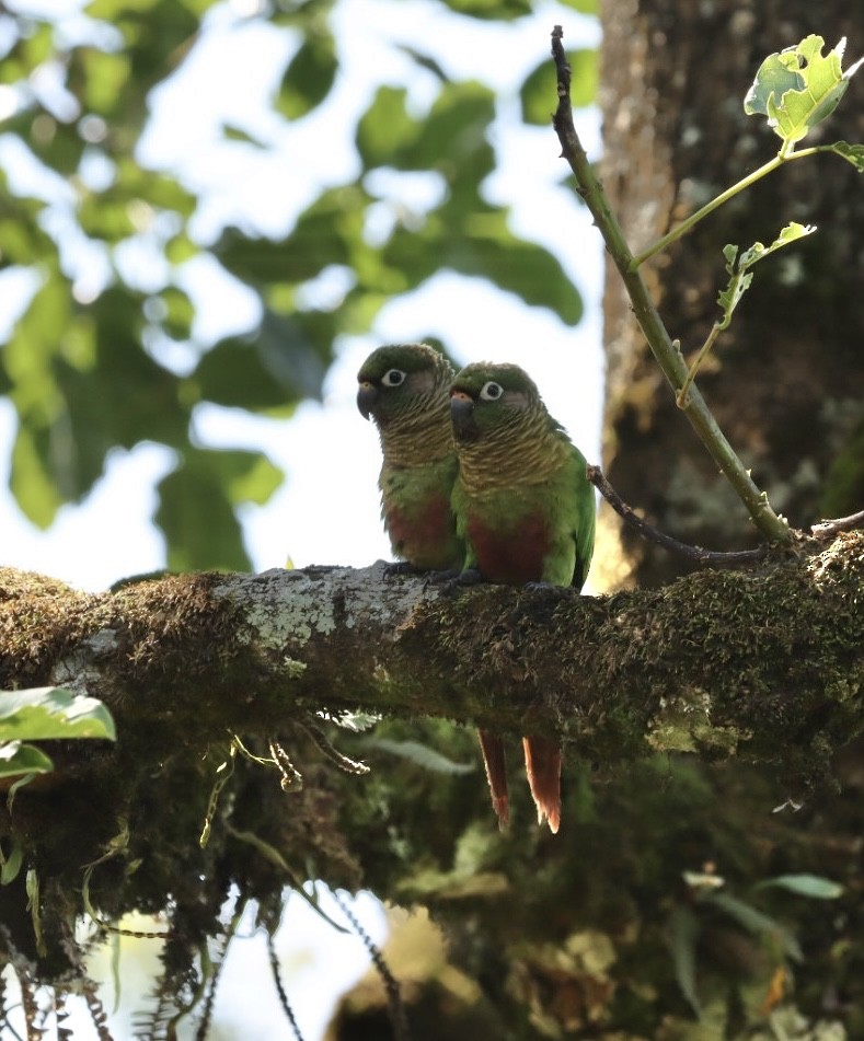 Maroon-bellied Parakeet - ML611226365