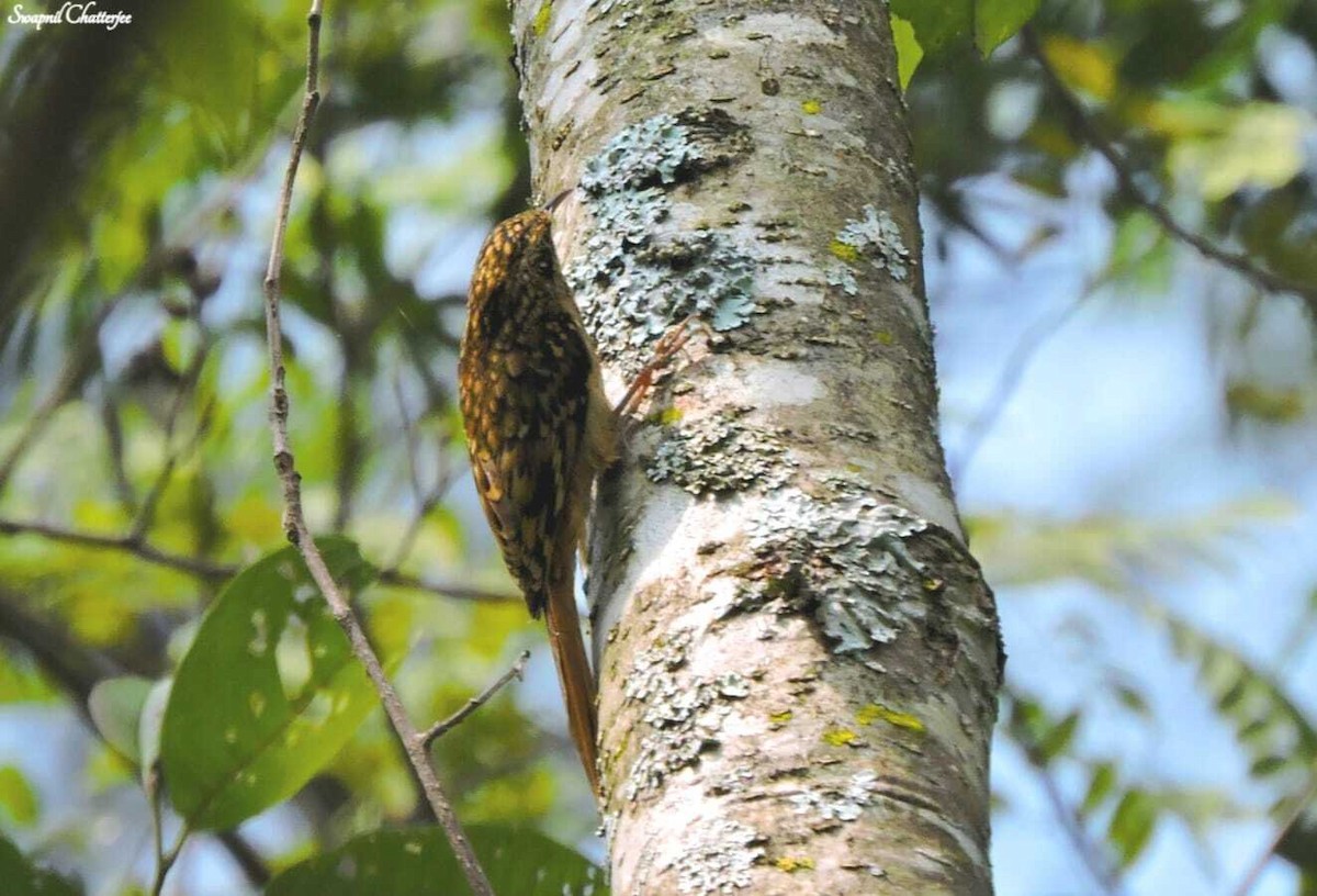 Sikkim Treecreeper - ML611226406