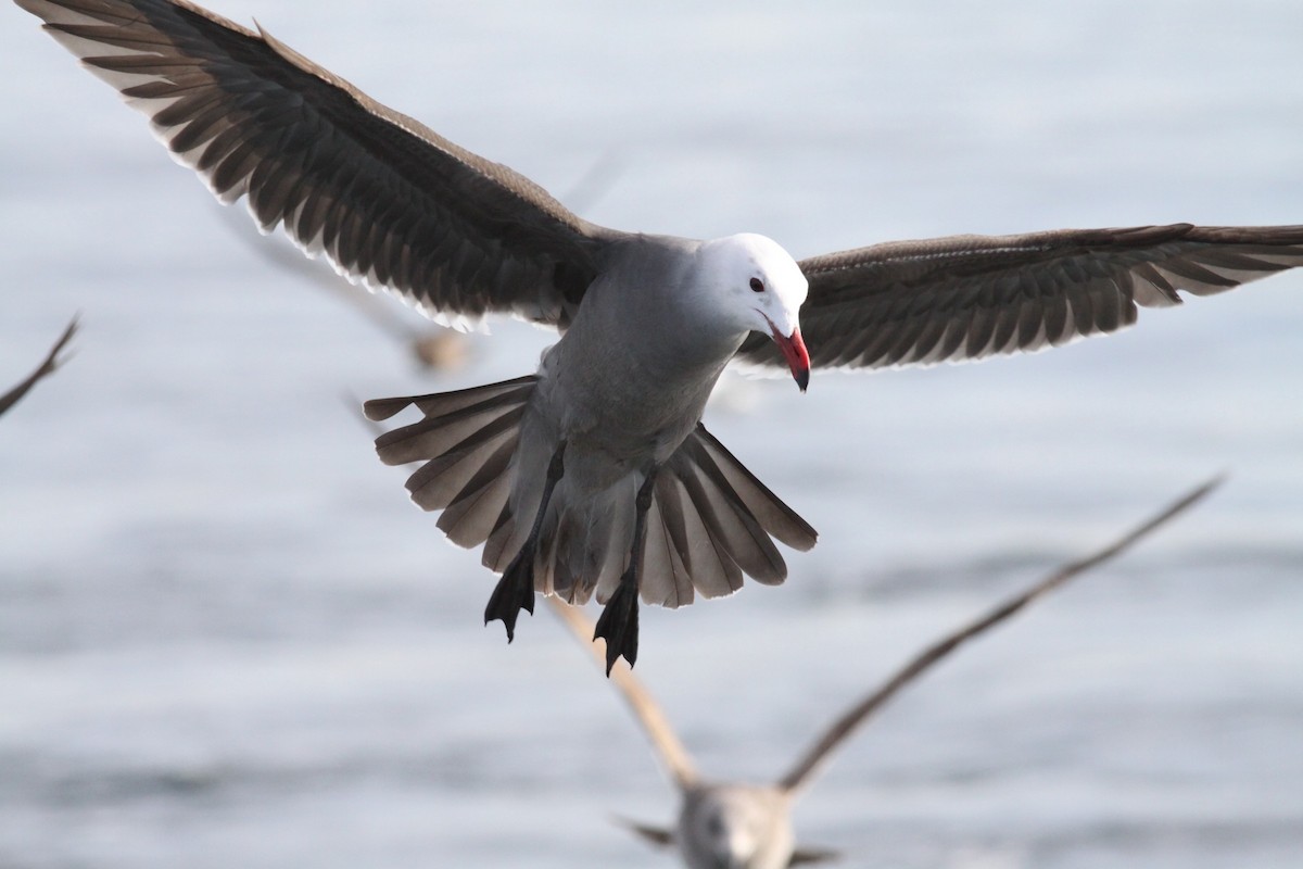 Gaviota Mexicana - ML611226430