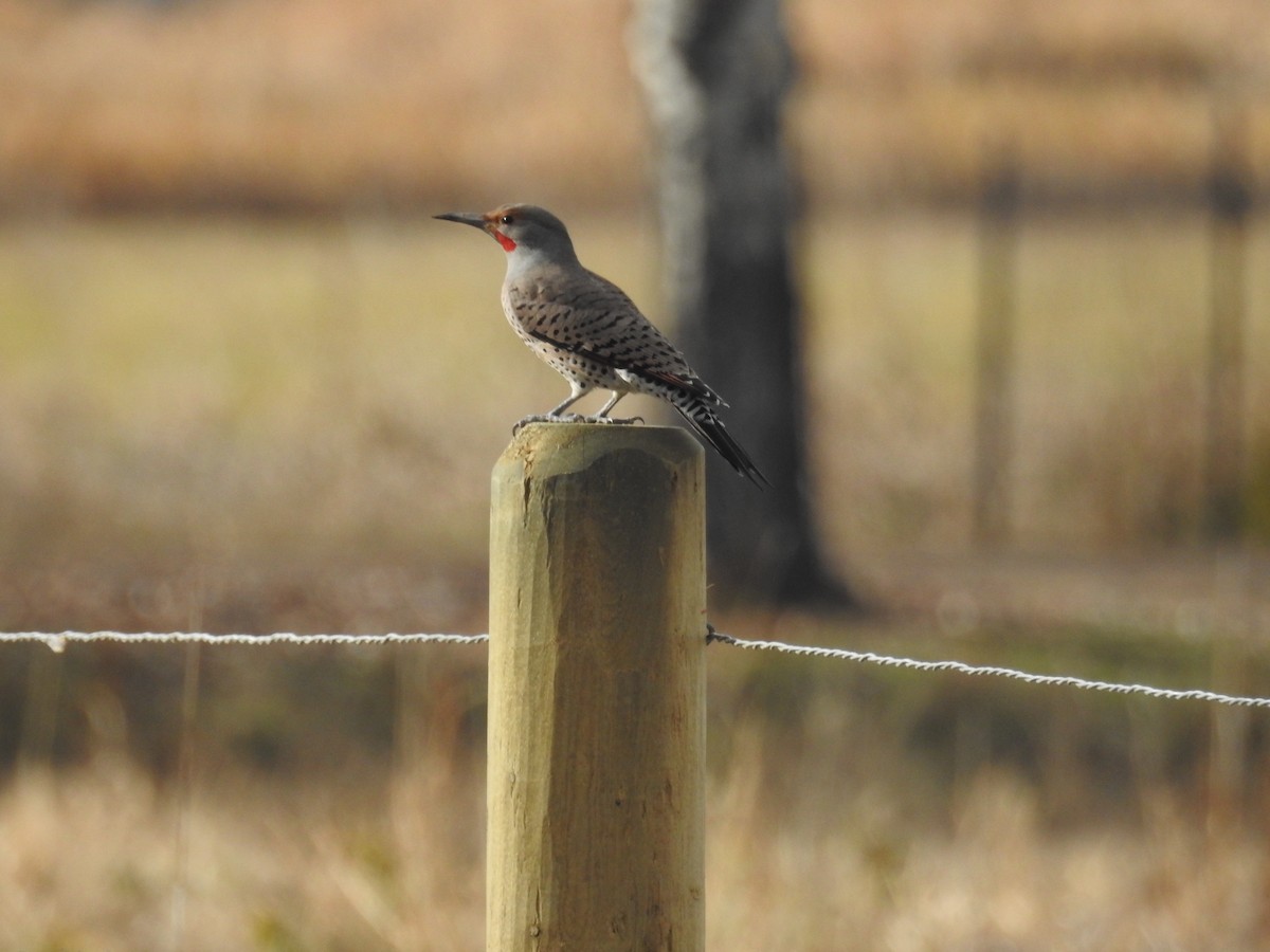 Northern Flicker - Kate Stone