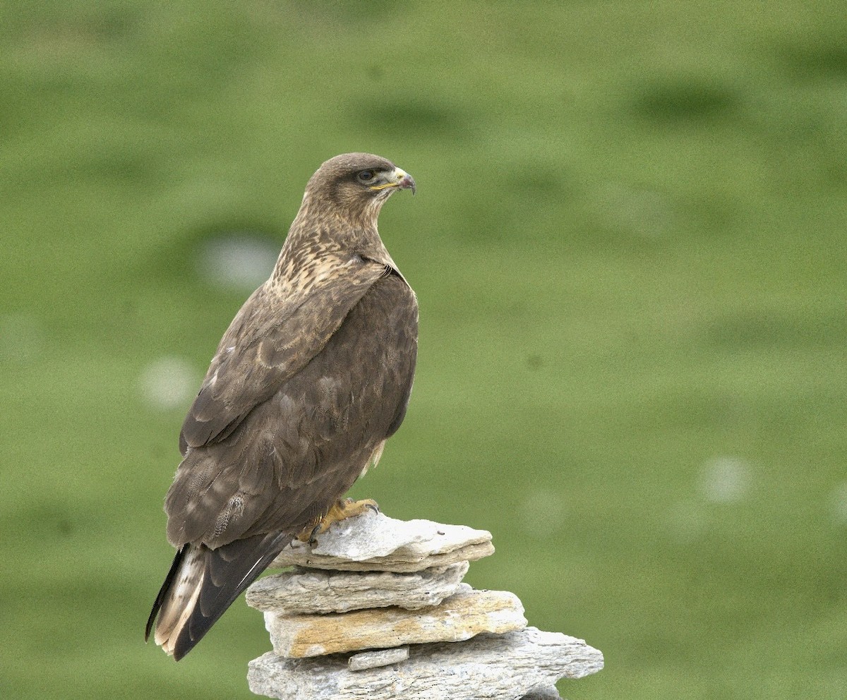 Upland Buzzard - VIJAY S