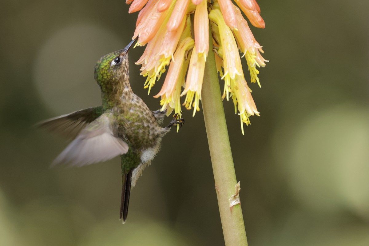 kolibřík dřišťálový (ssp. tyrianthina/quitensis) - ML611226496