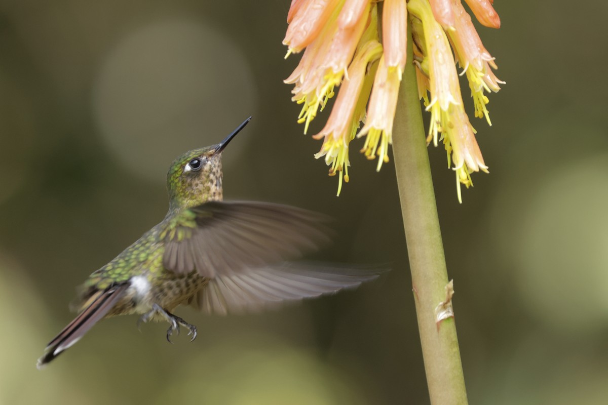 kolibřík dřišťálový (ssp. tyrianthina/quitensis) - ML611226497