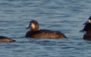 Greater Scaup - ML611226516
