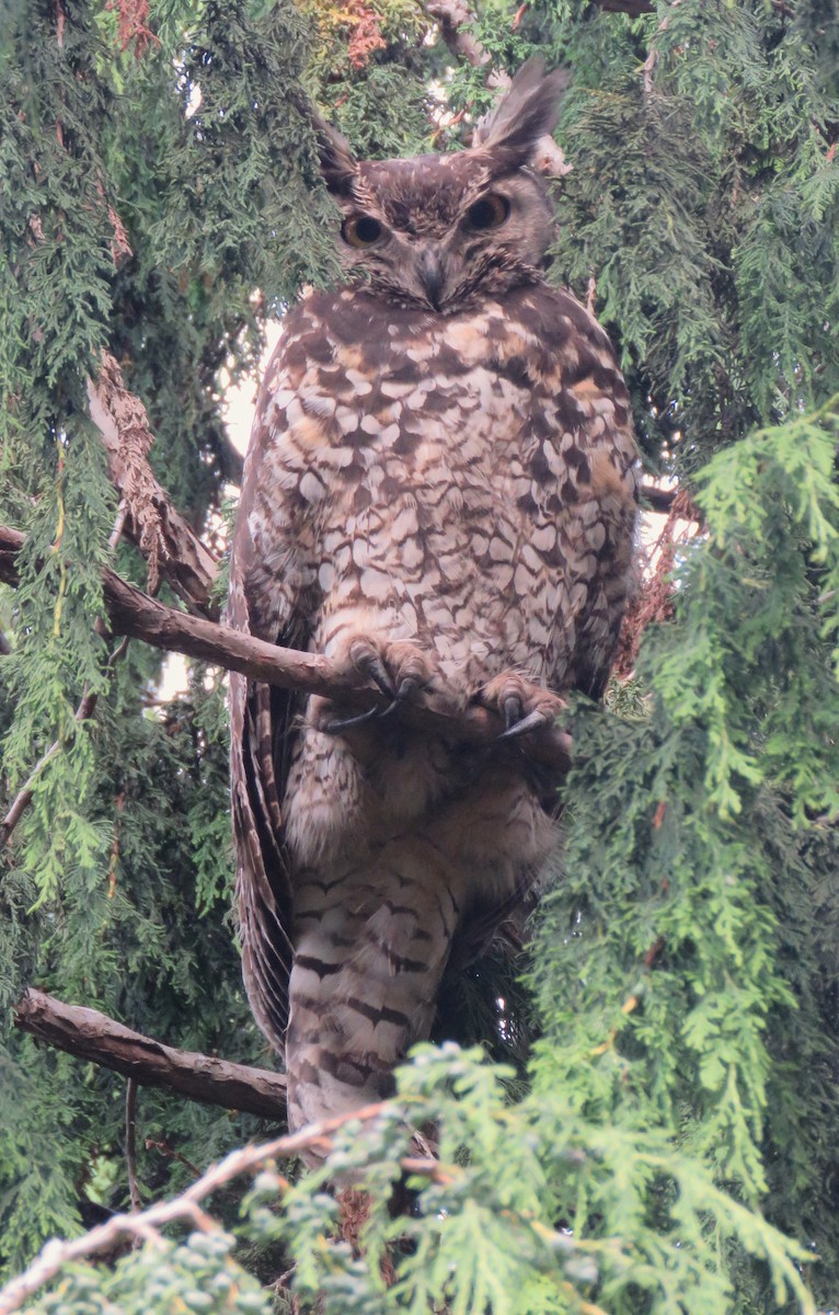 Cape Eagle-Owl (Northern) - ML611226653