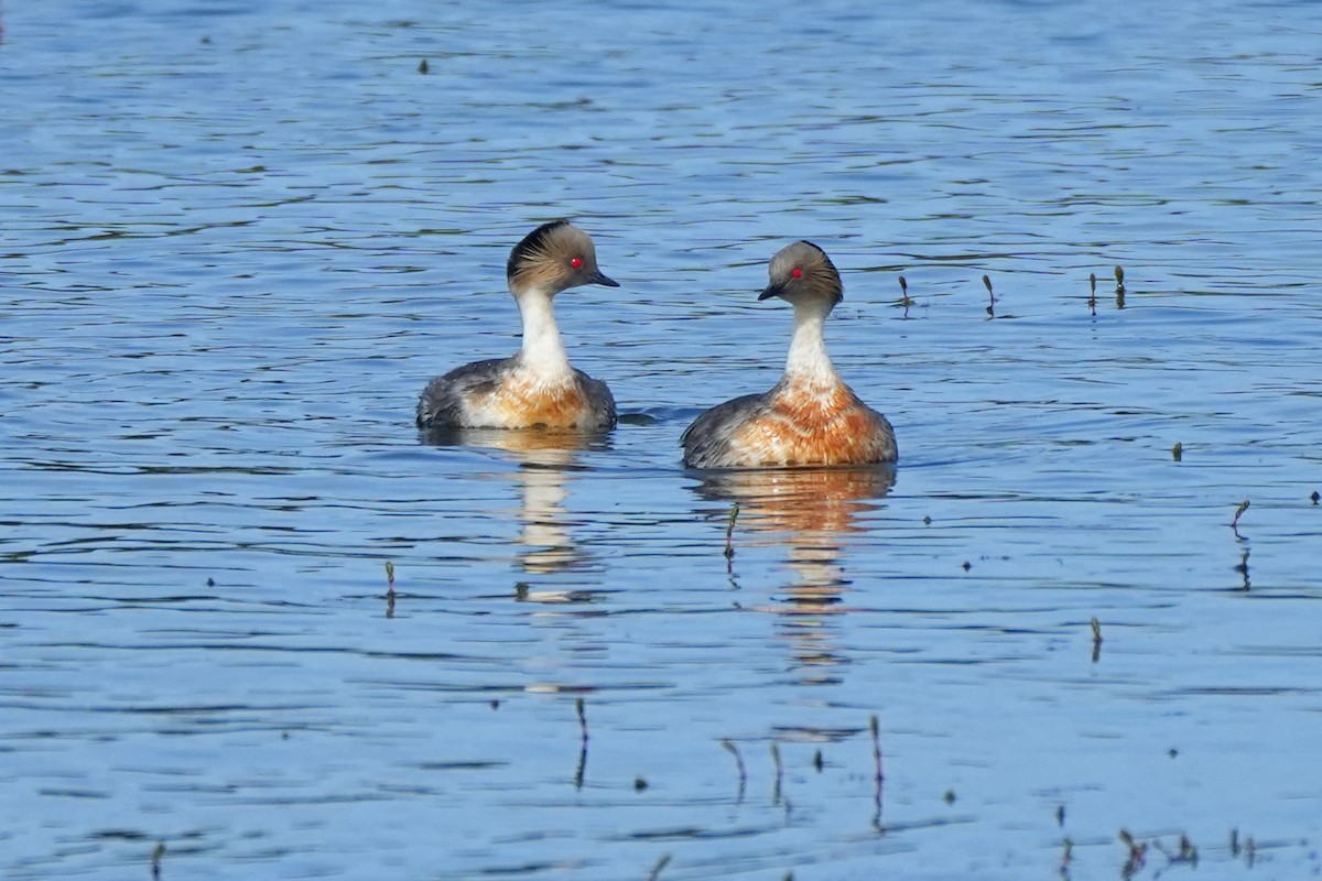 Silvery Grebe - ML611226654