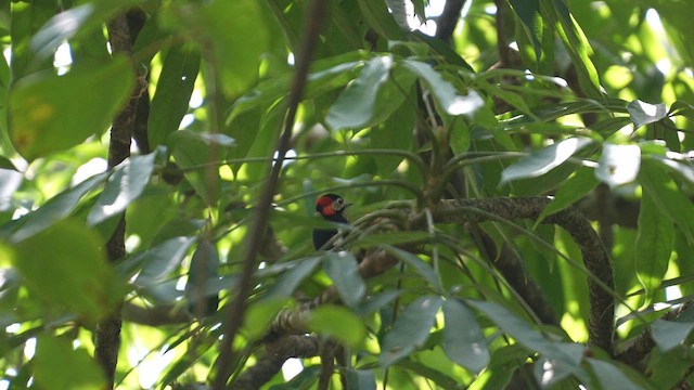 Crimson-naped Woodpecker - ML611226660