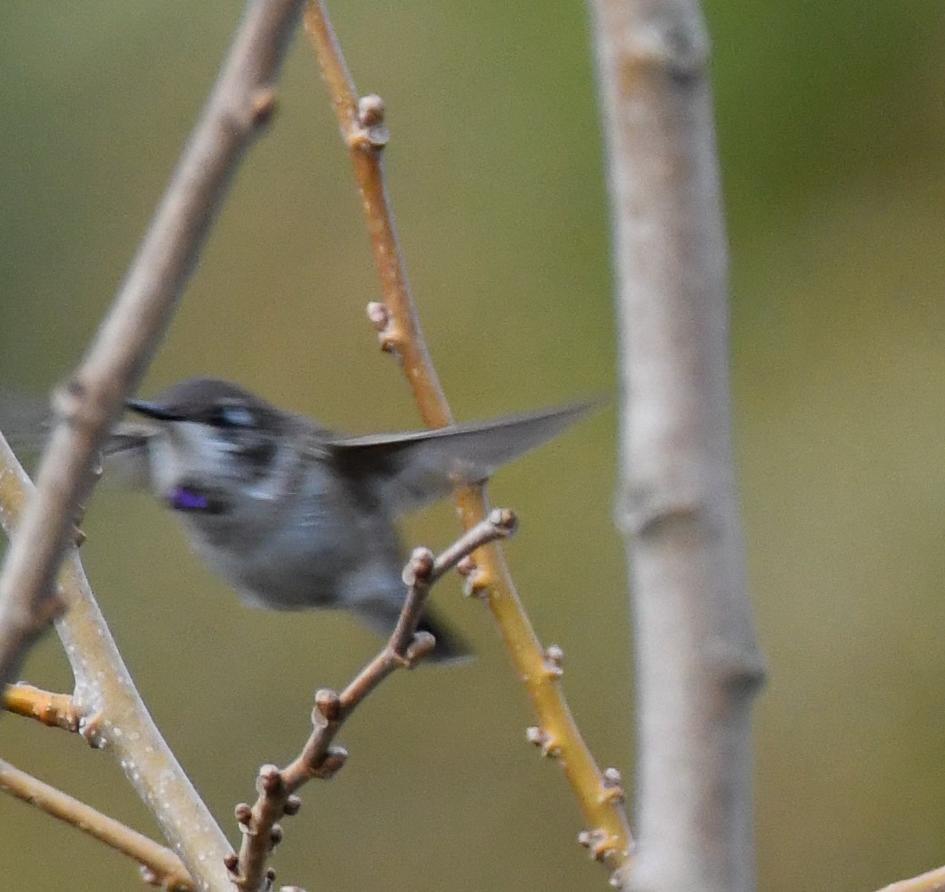 Black-chinned Hummingbird - ML611226665