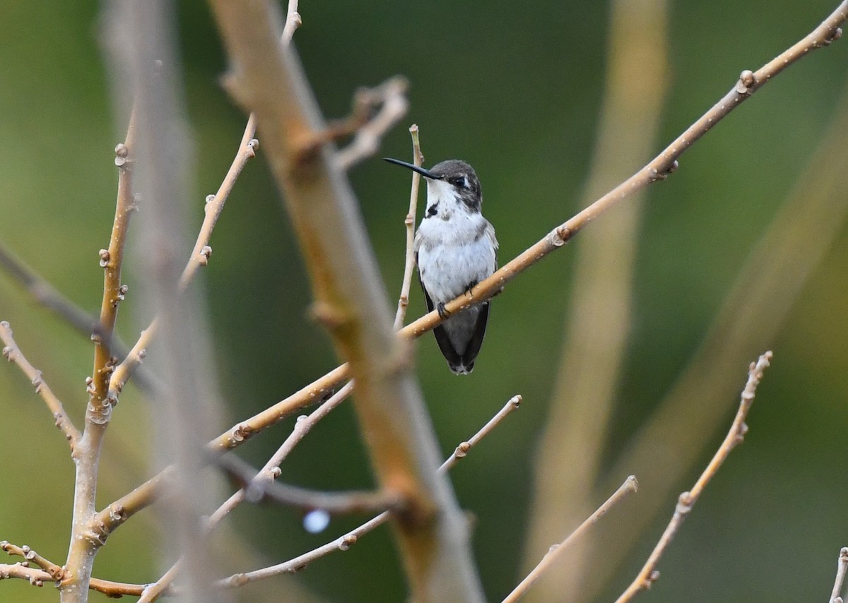Black-chinned Hummingbird - ML611226667