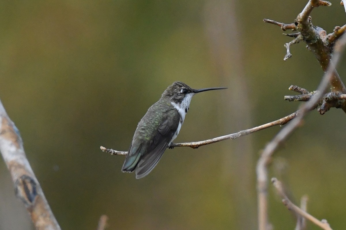 Black-chinned Hummingbird - ML611226668
