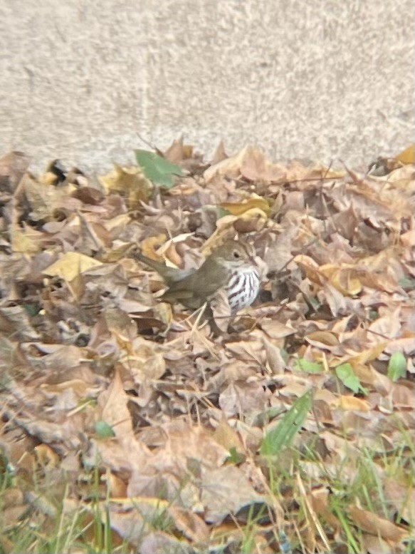 Ovenbird - Sophie Barno