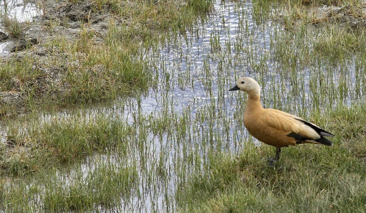 Ruddy Shelduck - VIJAY S