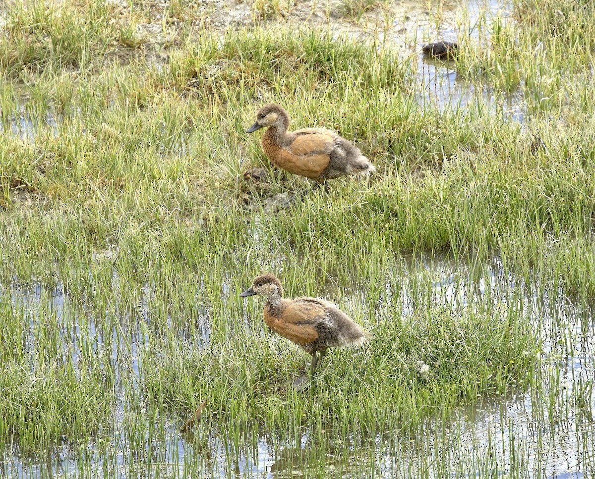 Ruddy Shelduck - VIJAY S