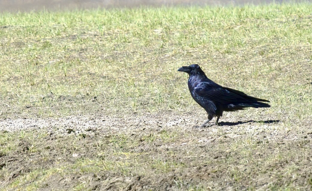 Common Raven - VIJAY S