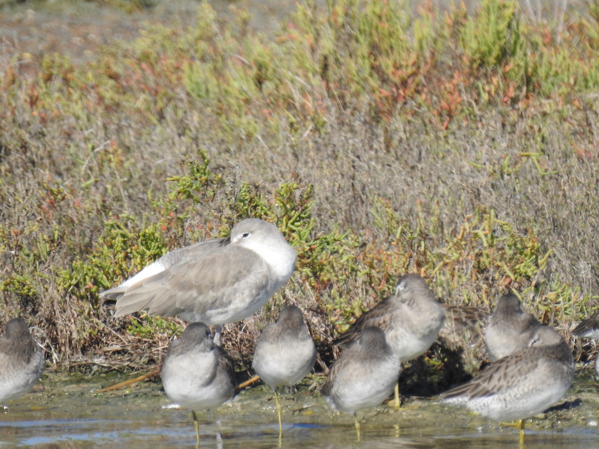 Short-billed Dowitcher - ML611226881