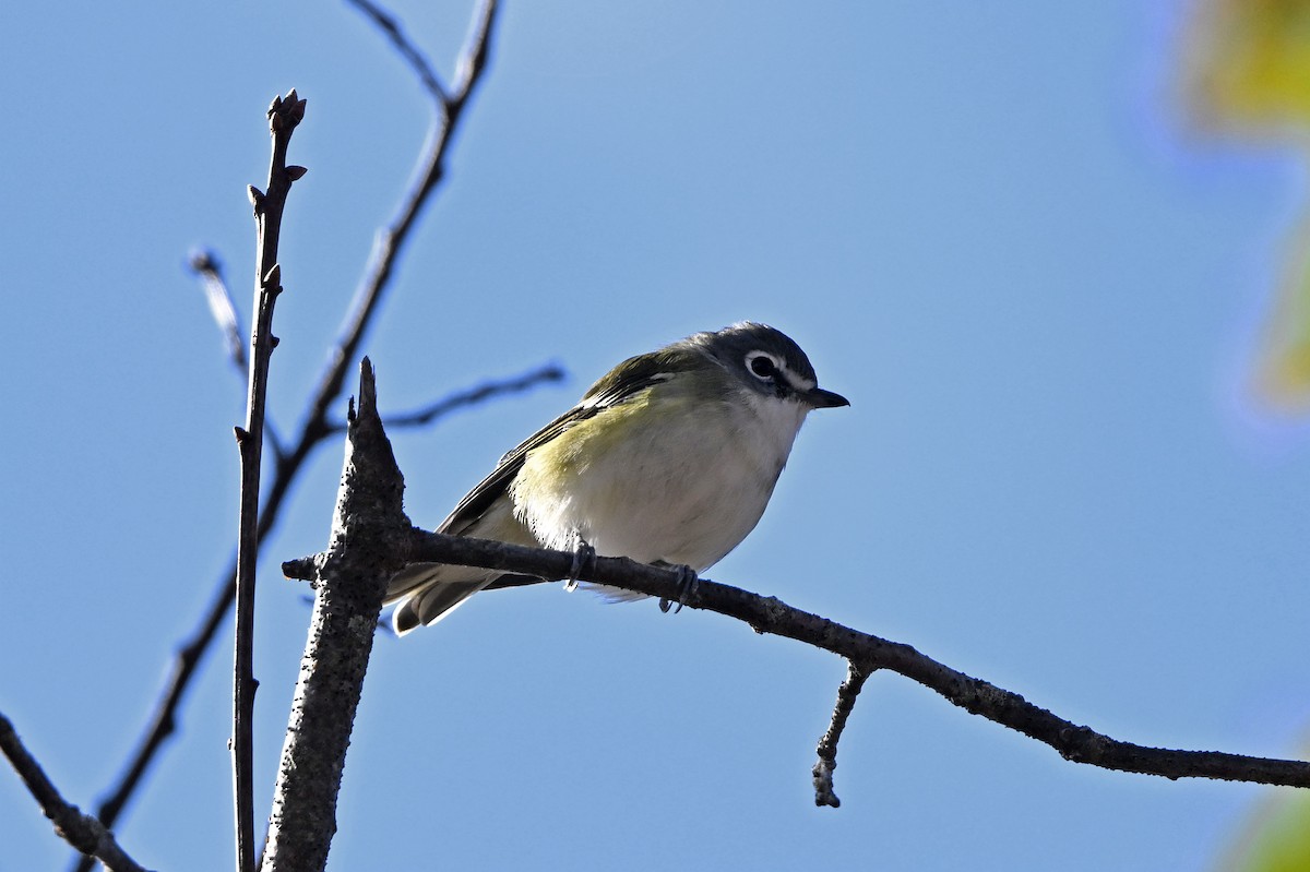 Blue-headed Vireo - ML611226974