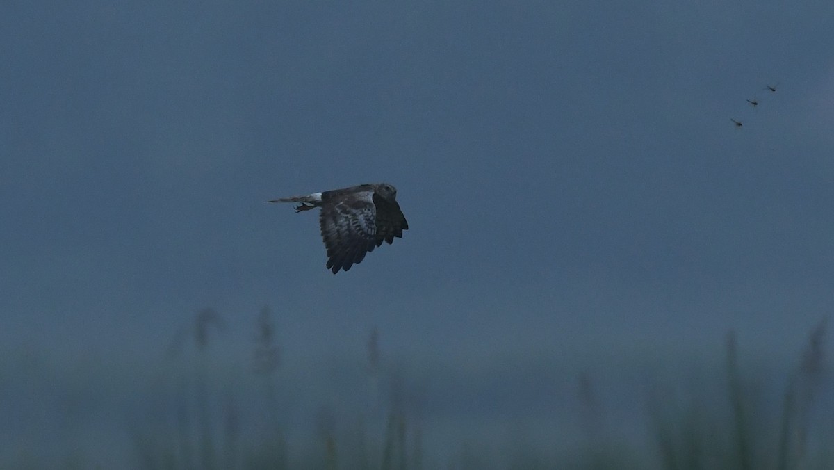 Pied Harrier - ML611227044