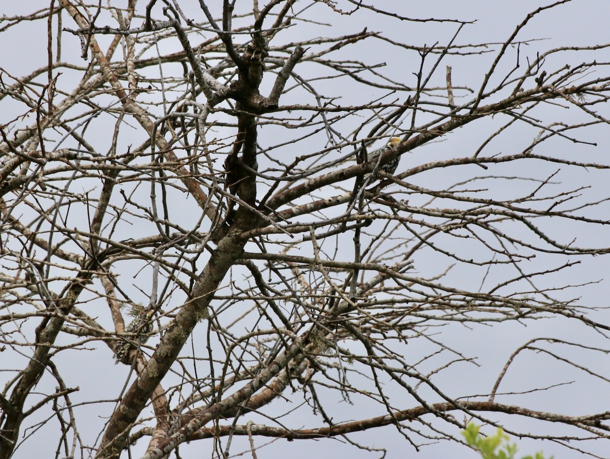 Yellow-crowned Woodpecker - ML611227052