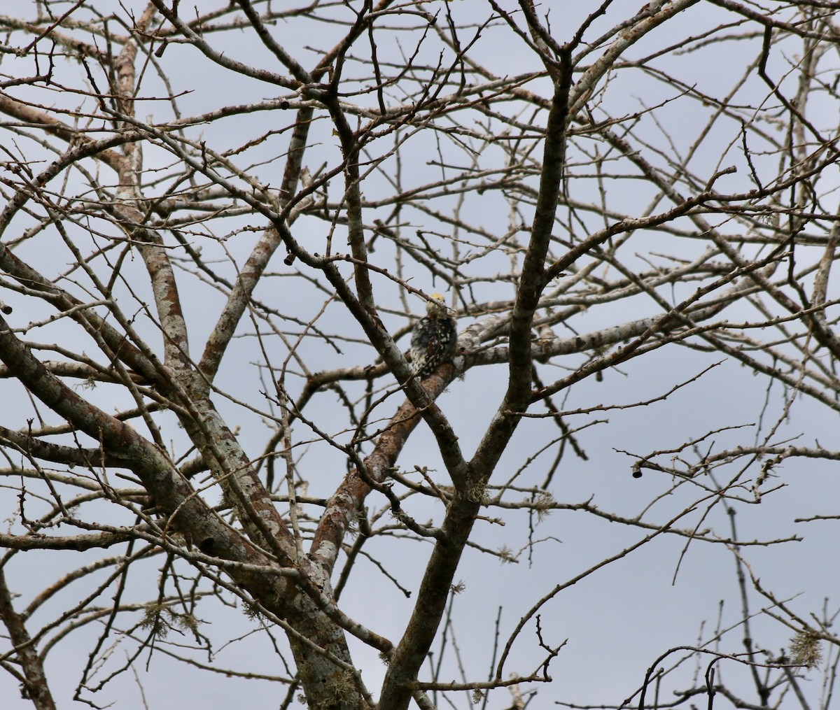 Yellow-crowned Woodpecker - ML611227054