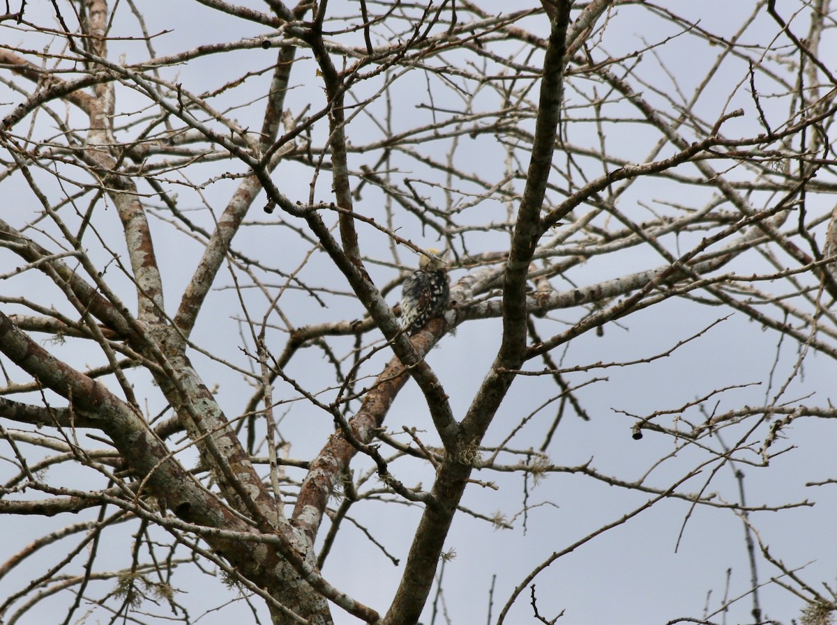 Yellow-crowned Woodpecker - ML611227055