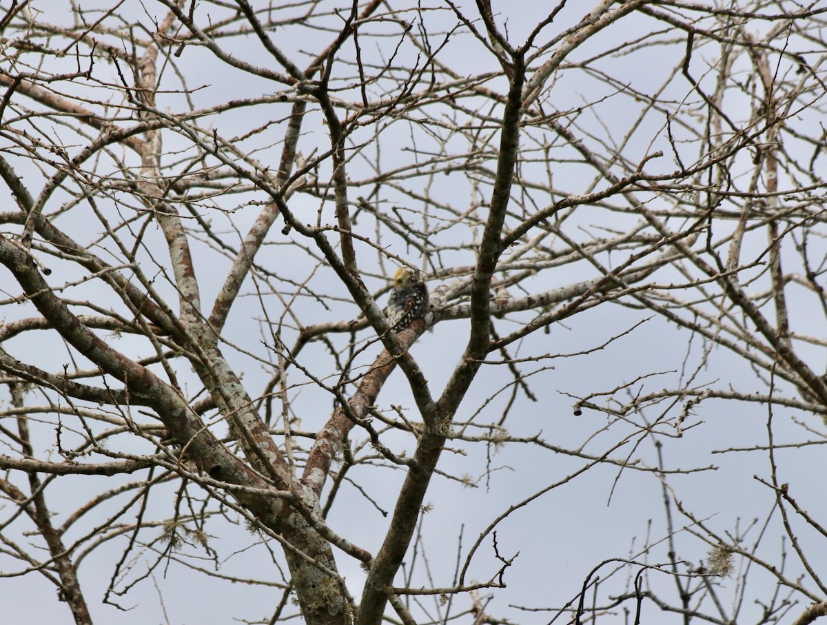 Yellow-crowned Woodpecker - ML611227057